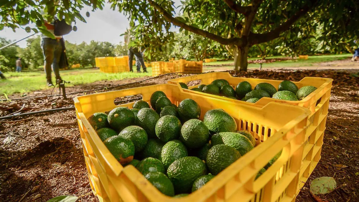 Aguacate en Jalisco